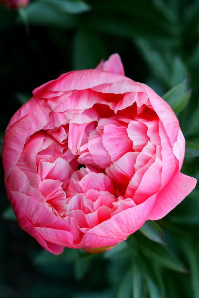 This image of a flower is to help visualise the opening and closing of the petals during visualisation in labour